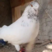 کفتر گره‌|پرنده|تخت, |دیوار