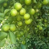 نهال نهالستان|خدمات باغبانی و درختکاری|بندرعباس, |دیوار