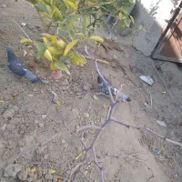 کبوتر معامله باطوقی|حیوانات|سراوان, |دیوار