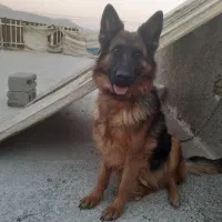 سگ شپر ماده ۲ ساله|سگ|پیر بکران, |دیوار