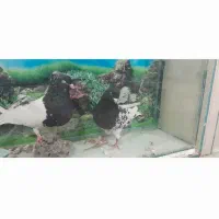 نرو ماده کله سیاه