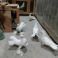 جوجه کفتر دم چتری راعبی  شامپیون کاکولی پاپر|پرنده|تهران, جی|دیوار