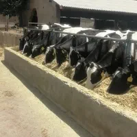 فروش گوساله نر شیر خوار