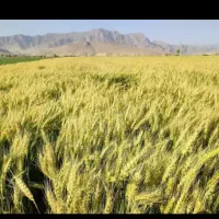 گندم ده دشت