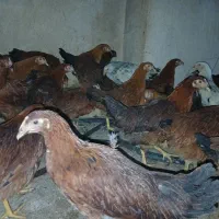 مرغ محلی|حیوانات مزرعه|کرمانشاه, |دیوار