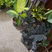 فروش فوقالعاده گل های آپارتمانی|گل و گیاه طبیعی|بیرجند, |دیوار