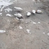 کبوتر|پرنده|سنقر, |دیوار