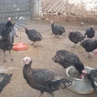 بوقلمون محلی و ارگانیک، طعم اصیل و سلامتی بی‌نظیر|حیوانات مزرعه|رشت, توشیبا|دیوار