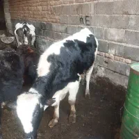 گوساله نر دورگ