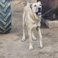 توله سگ|سگ|گرمخان, |دیوار