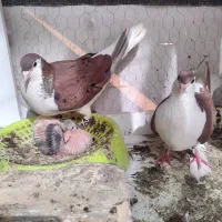 کفتر ساده سرخ پرخال سیاه با جوجه
