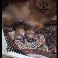 فرش اصل سایزریز مناسب آپارتمان واگذاری