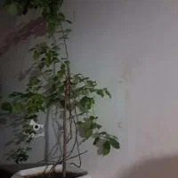 گل کاغذی