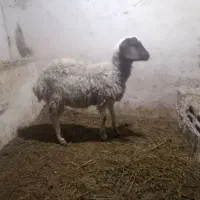 گوسفند قربانی