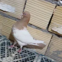 کبوتر