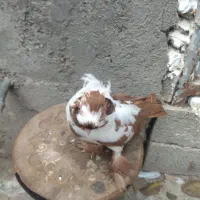 کبوتر ککیلی یاتاق کوگچح|پرنده|اردبیل, |دیوار