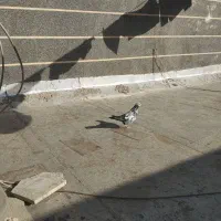 کبوتر پرشی|پرنده|خوانسار, |دیوار