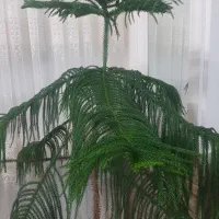 کاج مطبق بزرگ و قیمت مناسب