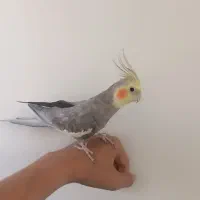 عروس هلندی|پرنده|الیگودرز, |دیوار