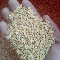 فروش گندم آبی