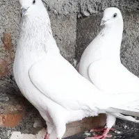 کبوتر خارجی و ایرانی