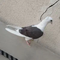 خوشونه|پرنده|خرم‌آباد, |دیوار