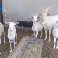 ۴ بز سانن و ۱ نر بز|حیوانات مزرعه|یزد, |دیوار
