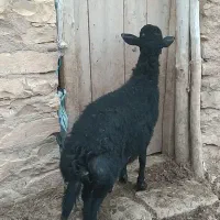 بره قوچ قره قزل وقره چال موفر