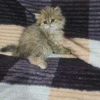 بچه گربه برتیش واسکاتیش