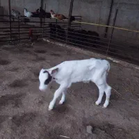 تلیسه تازه زا