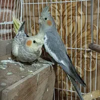 ی جفت عروس هلندی نر و ماده|پرنده|صباشهر, |دیوار