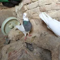 ۷جفت طوقی و سینه و دم سفید