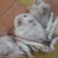 پاچه گوسفندی میش فقط عمد ه ای خورد فروشی نداریم