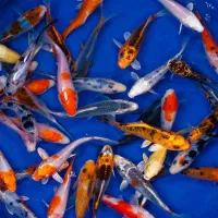 ماهی کوی چرم سوپر باله