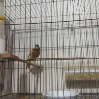 تعداد ی قناری نرو ماده|پرنده|بوشهر, |دیوار