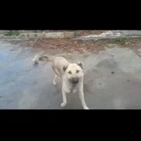 واگذاری سگ گله