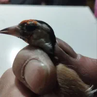 سهره های نر ونشاندار