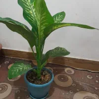 گل دیفن باخیا