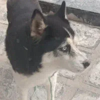 سگ هاسکی نر