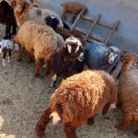 بره نر گوساله ماده هلشتاین|حیوانات مزرعه|بندر ماهشهر, |دیوار