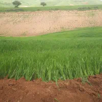 زمین آبی اجاره میخوایم آبی دو تا ده هکتار