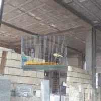 قناری نر مست