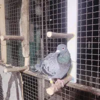 مسافتی|پرنده|شیراز, ارم|دیوار