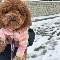 سگ پودل یکساله