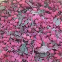 زرشک تازه قائنات