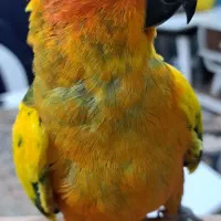 طوطی خورشیدی سان کانور