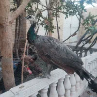 طاووس
