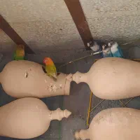 کوتوله ، مرغ عشق انگلیسی|پرنده|همدان, |دیوار