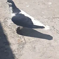 کبوتر ماده شق میزان