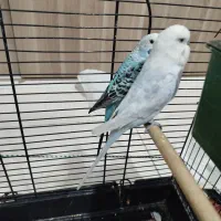 مرغ عشق انگلیسی|پرنده|محمدشهر, ولدآباد|دیوار